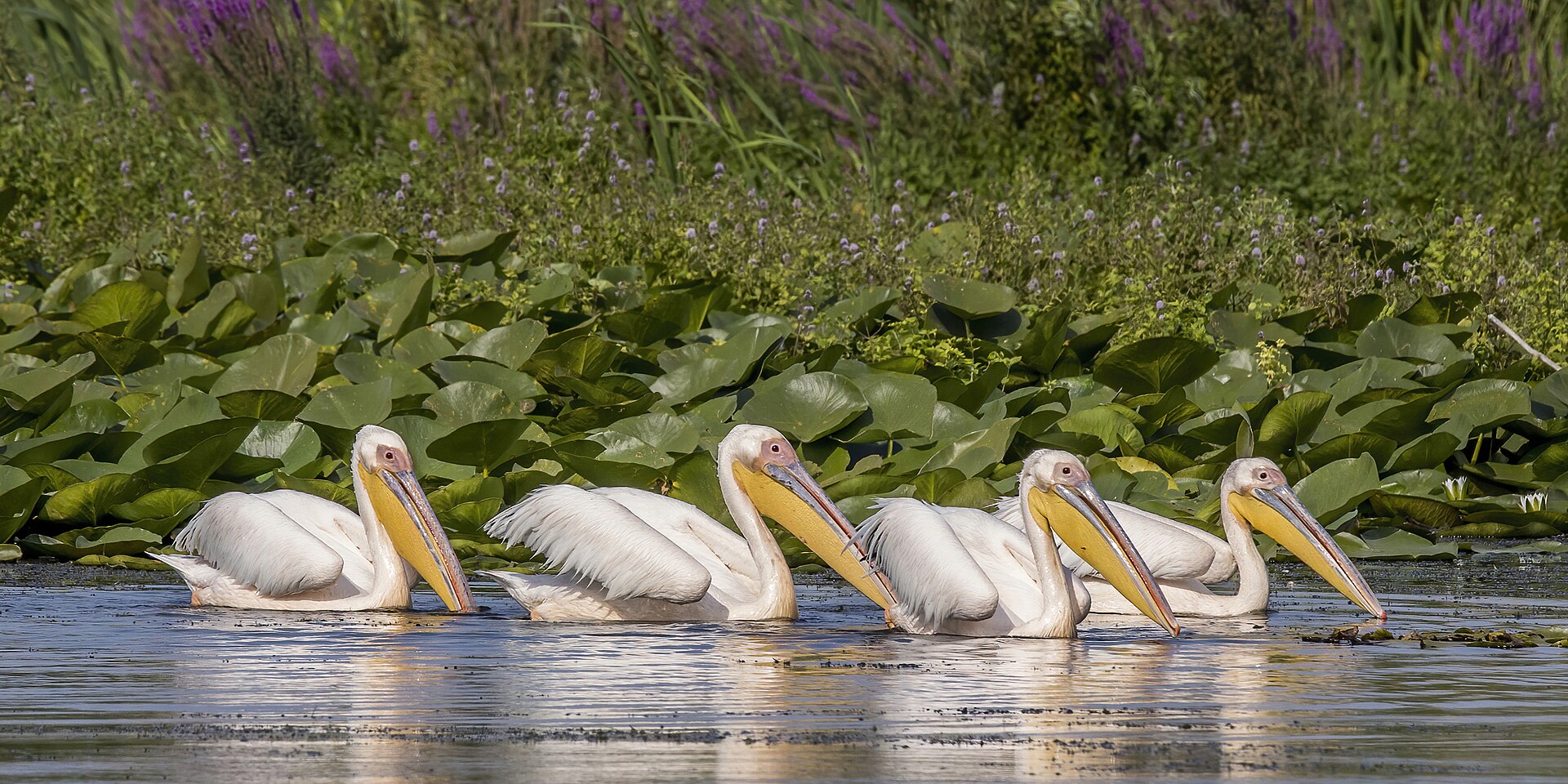 Pelicani în Delta Dunării, Dobrogea, România